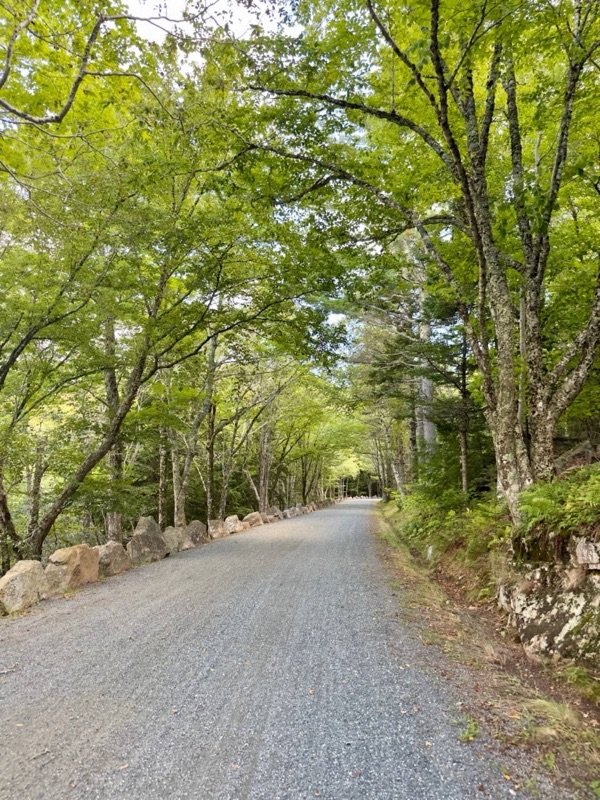 A gravel path under a canopy of green trees, from one of my long walks